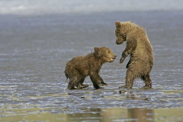 AK, Lake Clark NP Coastal grizzly bear cubs